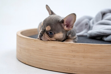 Cute little French bulldog puppy Sitting on white background