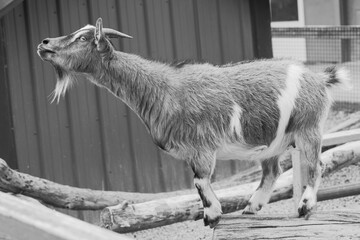A furry goat balancing on top of a log stretching it's neck out.