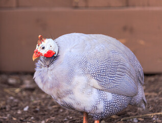 An unusual looking bird from Africa called a Guinea Fowl.