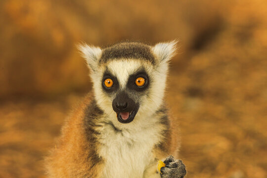 A ring-tailed lemur with a surprised look on it's face and it's mouth open.
