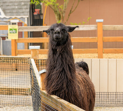 Large and very furry brown llama standing in a pen looking on with curiosity.