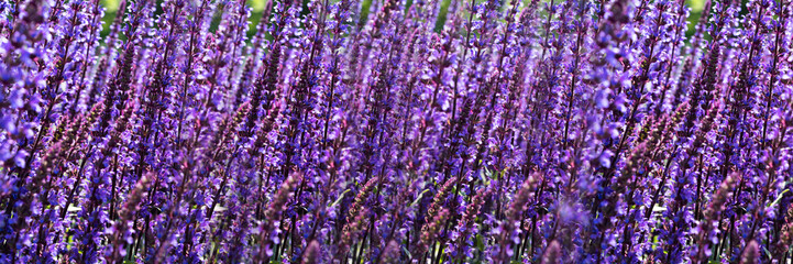 Lilac background of bright purple lilac wild flowers. Copy space for your design. The texture of the colors. Flowering lavender.
