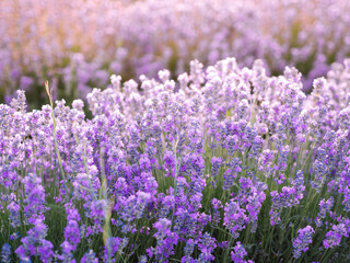 Close up lavender field. Cosmetic background with lavandula blossom flower on a golden hour