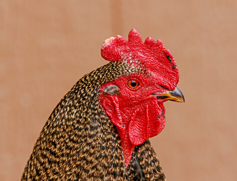 Closeup portrait of a rooster with a bright red wattle and pretty feathers.