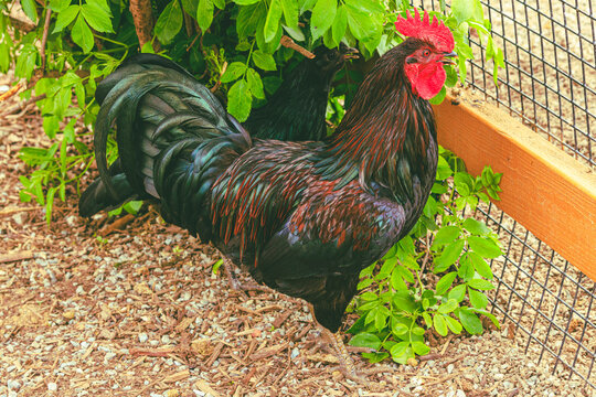 Rooster Standing by a fence with bright beautiful colors on his feathers.