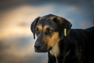 portrait of a dog