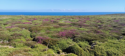 Heidelandschaft in der Bretagne