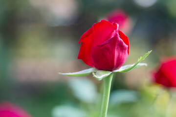 red rose, background