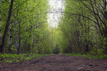 Fototapeta premium Path between trees in the summer forest, walking through the forest
