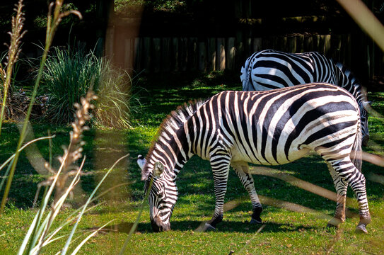zebra eating grass