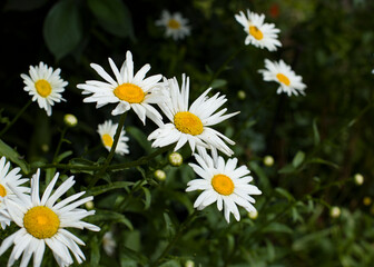 daisies in a field