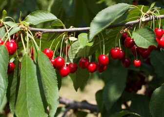 red cherries on a branch