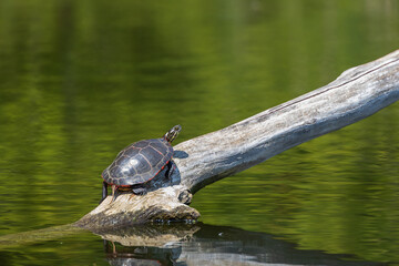 Painted turtle resting on a log in the  lake