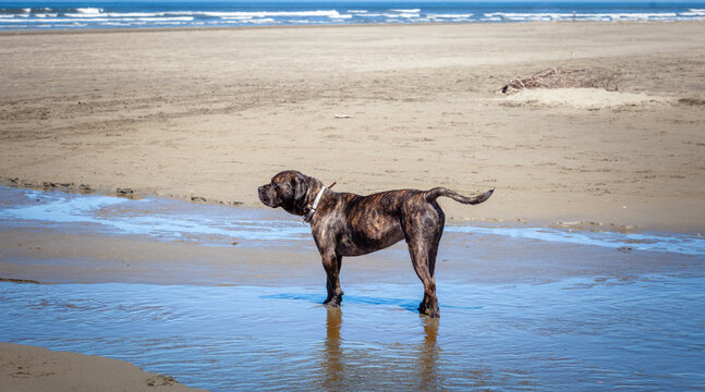 brindle mastiff in stream at beach