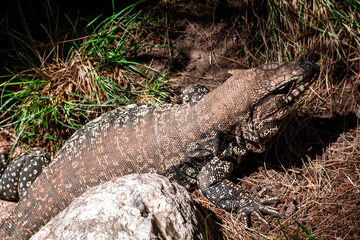 Fototapeta premium iguana on the rocks