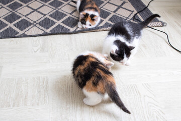 Two little kittens playing on the carpet