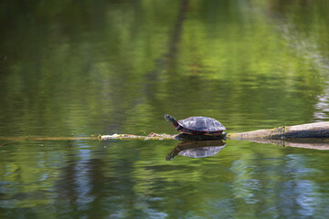 Obraz premium Painted turtle resting on a log in the lake