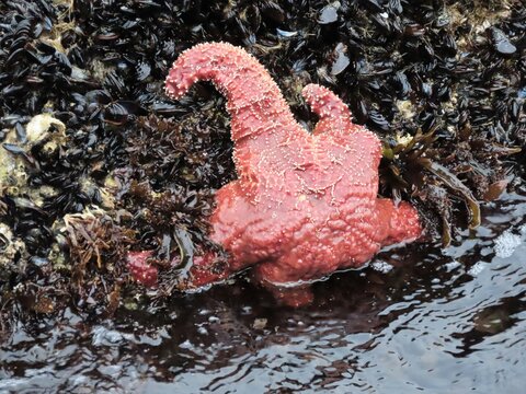 Giant Sea Star With A Long Leg