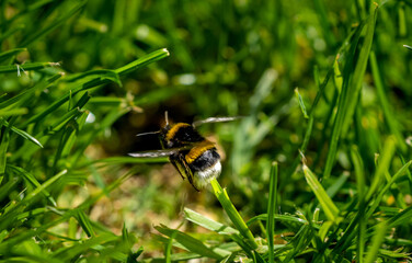 bumblebee on a green grass