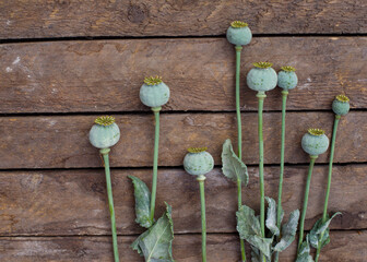 leaves on a wooden wall