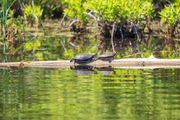 Painted Turtles resting on a log in the river
