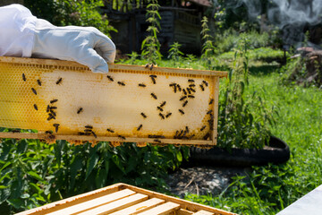 Bee hive frame and bees capping the honey on a frame. Beekeeper hold frame in hand on sunny summer day. Beekeeping concept. Close up, copy space