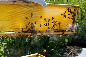 Beekeeper hand holds bee hive frame with honey on summer day. Bees capping the honey on a frame. Beekeeping concept. Close up, copy space