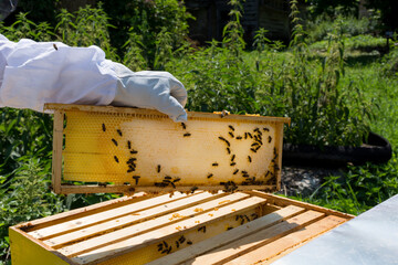 Beekeeper holds bee hive frame in hand full with honey on summer day. Bees capping the honey on a frame. Beekeeping concept. Close up, copy space