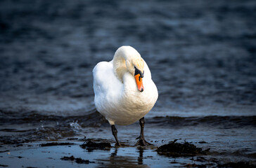 white swan on the water