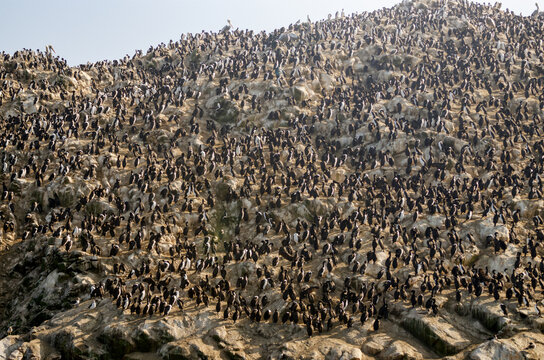 Island near Islas Ballestas with countless birds - Paracas, Peru