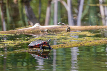 Painted turtle resting on a log in the  lake