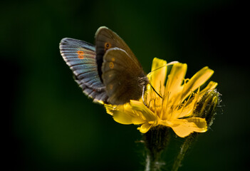 butterfly on yellow flower