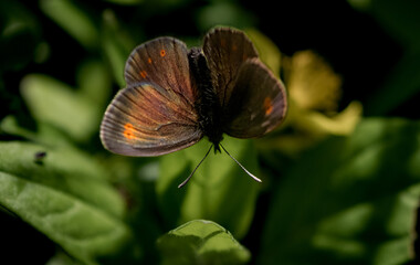 Obraz premium butterfly on a flower