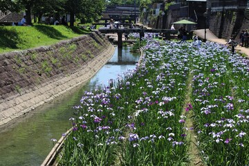 玉名市　高瀬裏川花しょうぶまつり