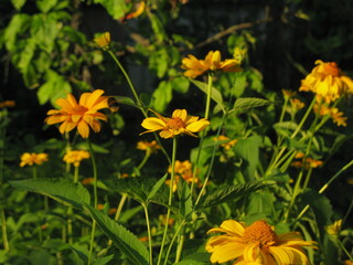 A close-up photo of a Heliopsis flower on a summer day