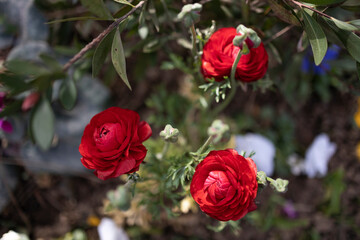 Beautiful red rose on branch.