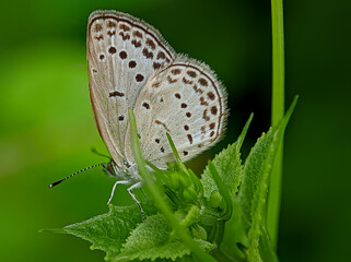 butterfly on leaf