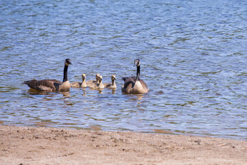 Canada Geese and chicks swimming in a lake