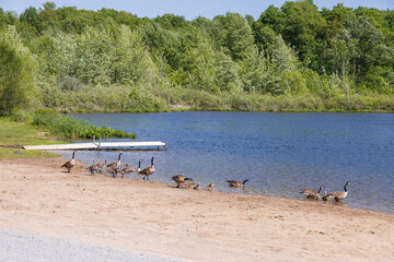 Fototapeta na wymiar Canada Geese and goslings swimming in a lake