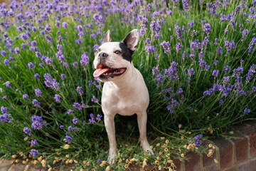 Boston Terrier dog standing on a wall in amongst a lavender flower bush.