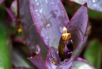 Brown Garden snail (Cornu aspersum)
