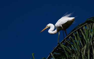 Egret (Ardea alba)