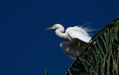 Egret (Ardea alba)