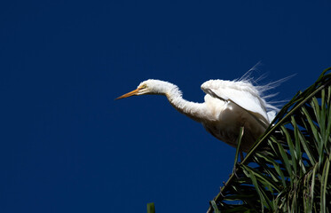 Egret (Ardea alba)