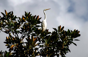 Egret (Ardea alba)