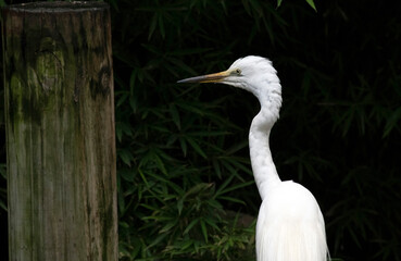 Egret (Ardea alba)