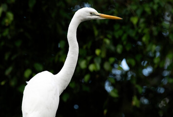 Egret (Ardea alba)