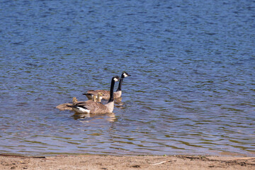 Canada Geese and chicks swimming in a lake