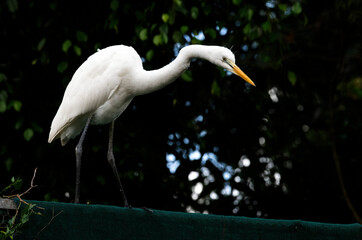 Egret (Ardea alba)