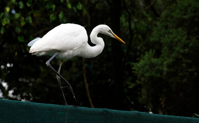 Egret (Ardea alba)